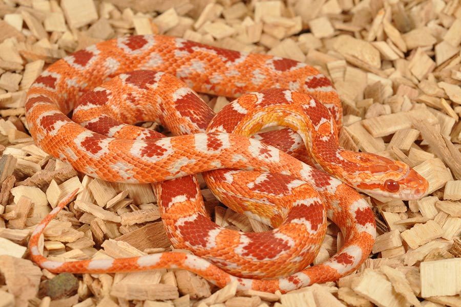 Orange Corn Snake