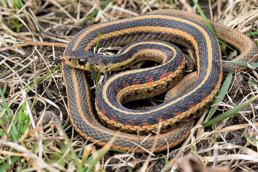Reptile Guide | Garter Snake | Habistat