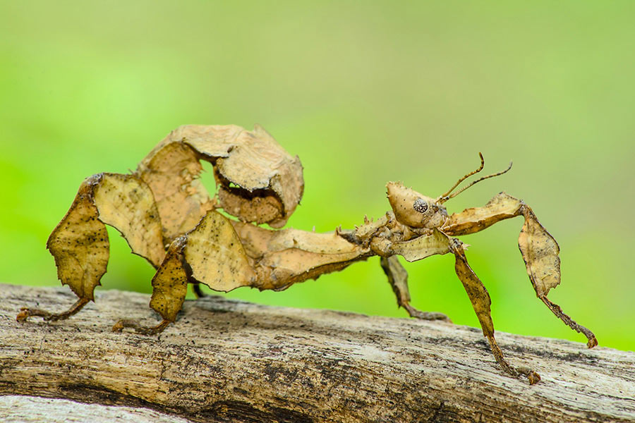 Stick Insect
