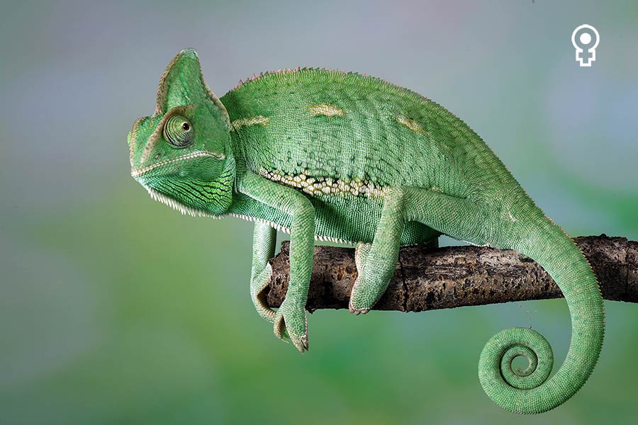 Female Yemen Chameleon with Colouration