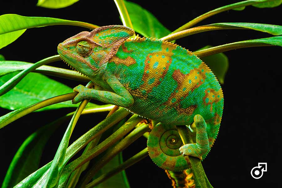 Male Yemen Chameleon with Colouration
