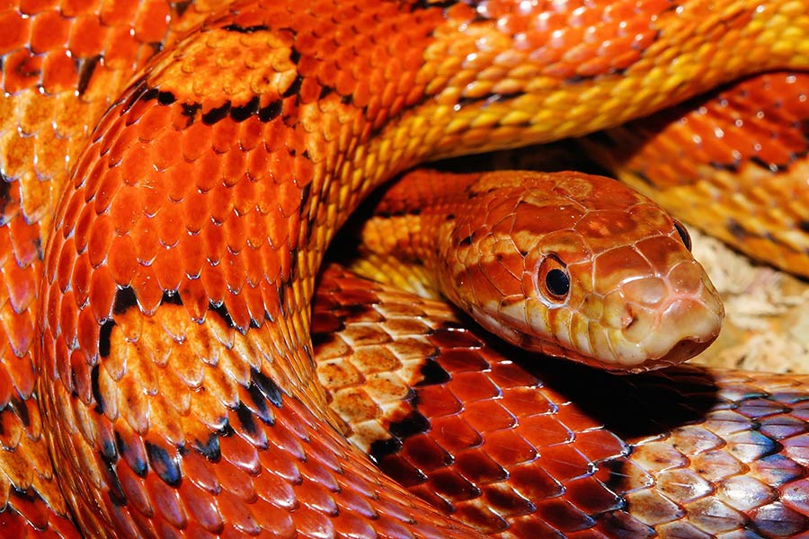 Orange Corn Snake