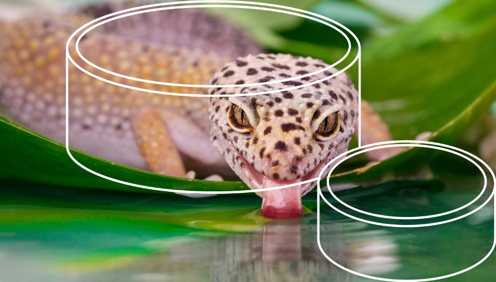 Leopard Gecko, Feeding and Water
