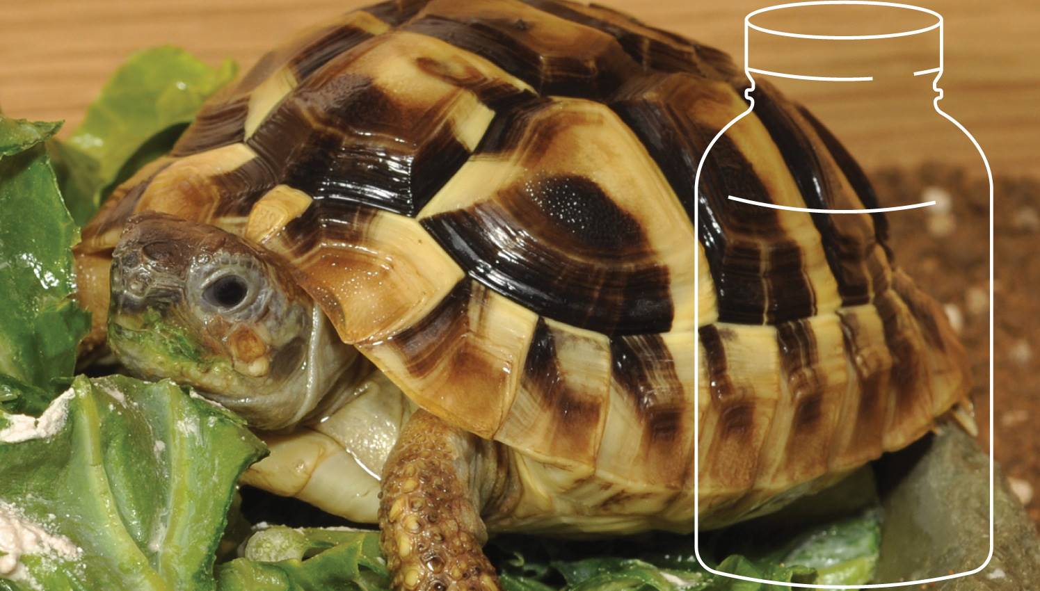 Tortoise eating Cabbage with Supplements