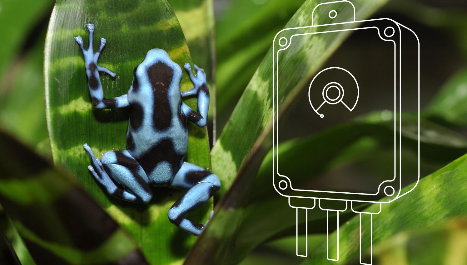 Blue and Black Dart Frog