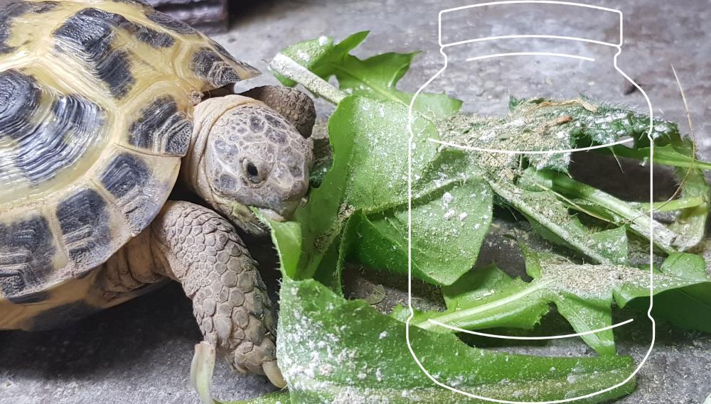 Tortoise eating Food