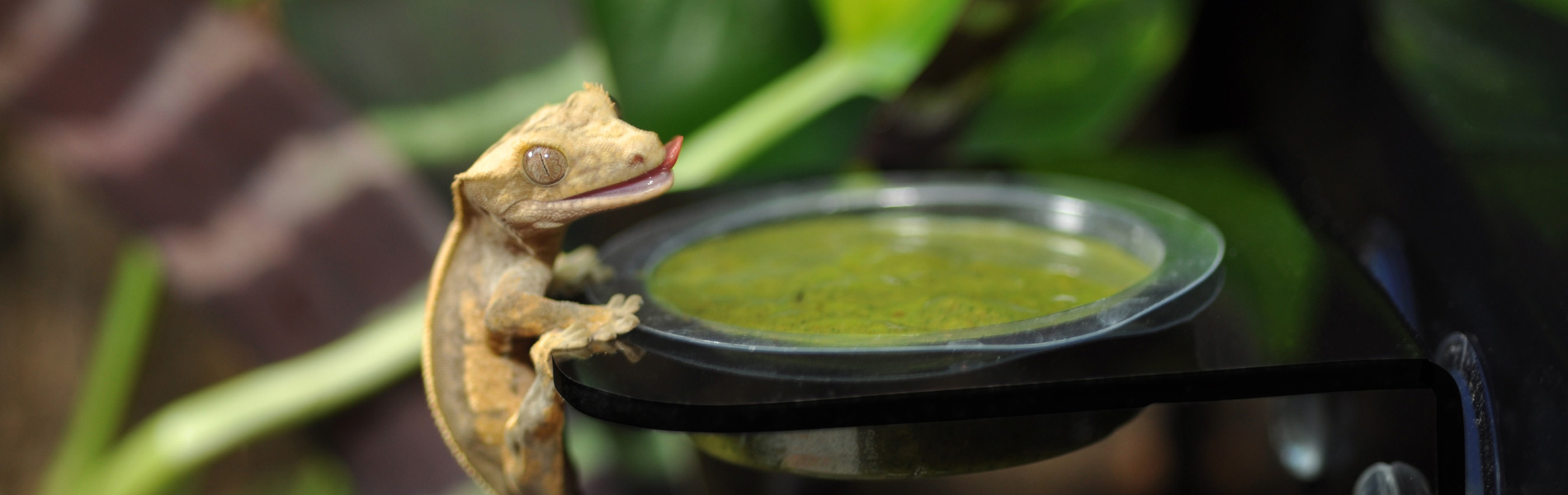Crested Gecko, Gecko Food, Feeding Ledge