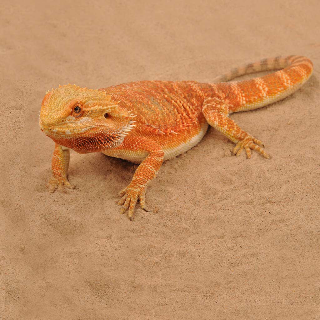 Lizard on HabiStat Repti-Sand