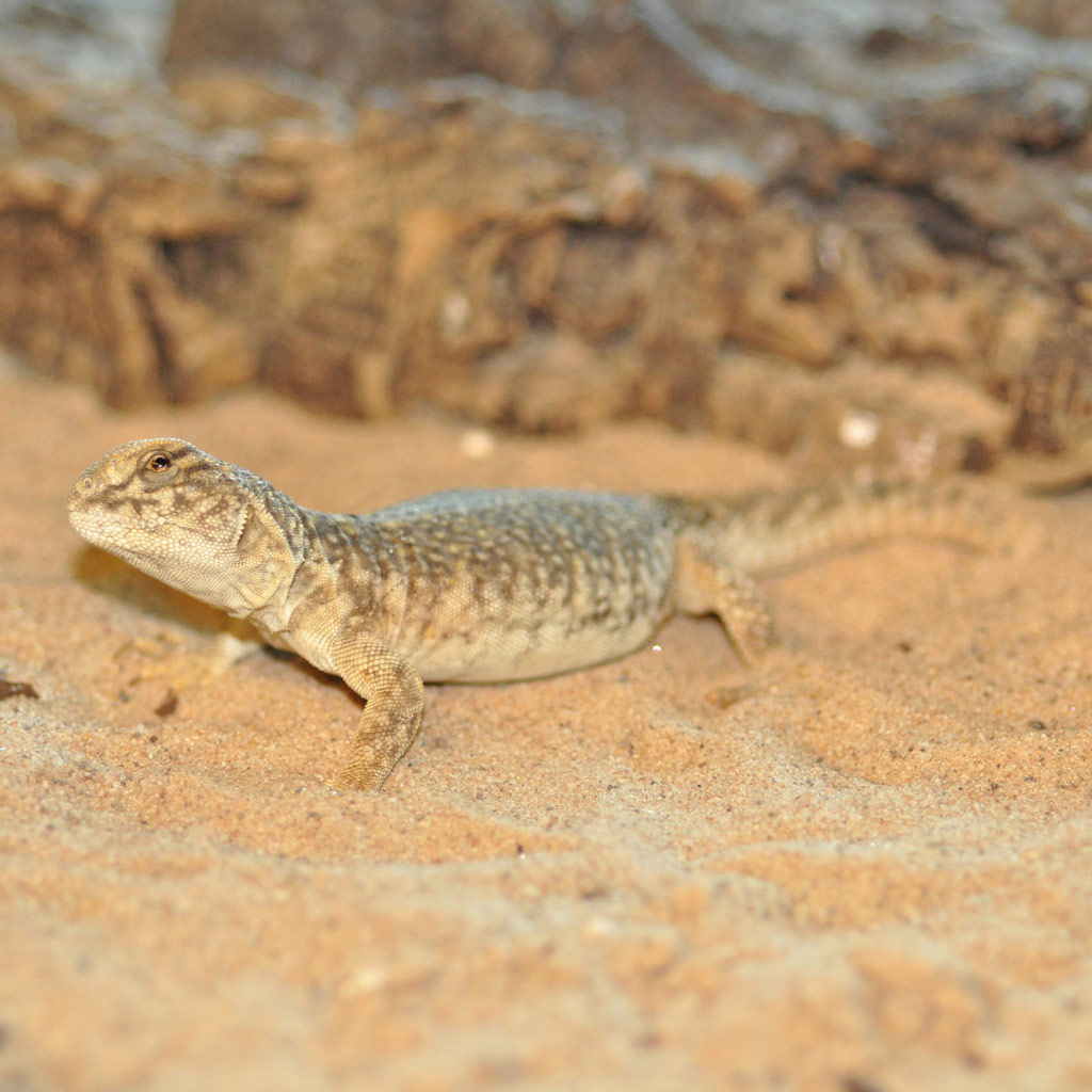 Lizard resting on Yellow Dessert Sand