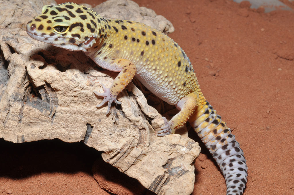 Leopard Gecko resting on Red Dessert Sand