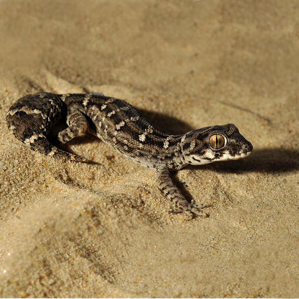 Gecko resting on Yellow Dessert Sand