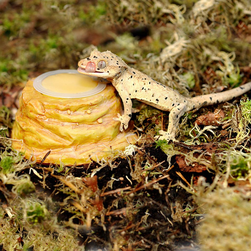 Gecko eating out of Sandstone Jelly Pot Holder