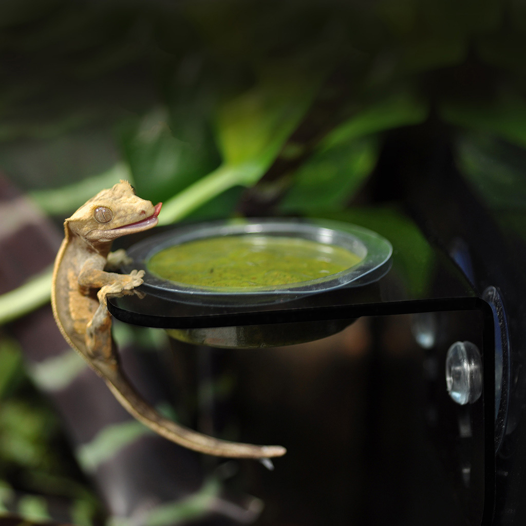 Gecko eating from Arboreal Feeding Ledge