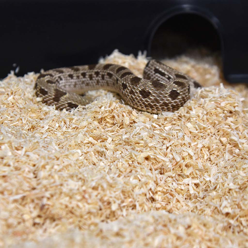 Snake on HabiStat Lignocel Substrate