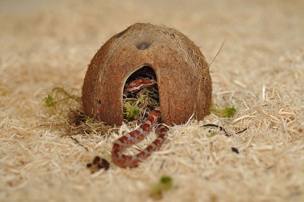 Snake on HabiStat Snake Bedding Substrate
