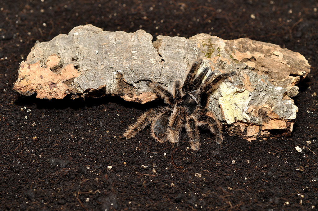 Spider with Spider Bedding Substrate