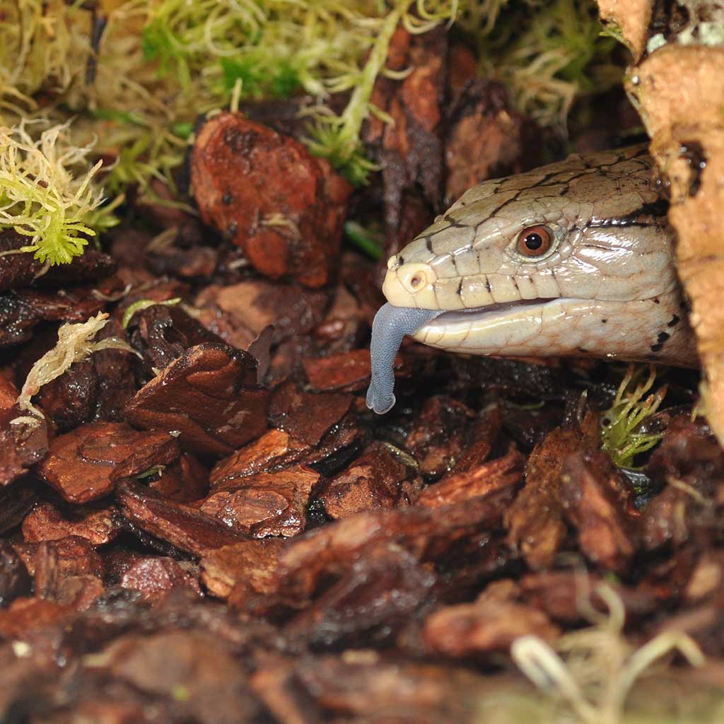 Lizard on HabiStat Orchard Bark Substrate