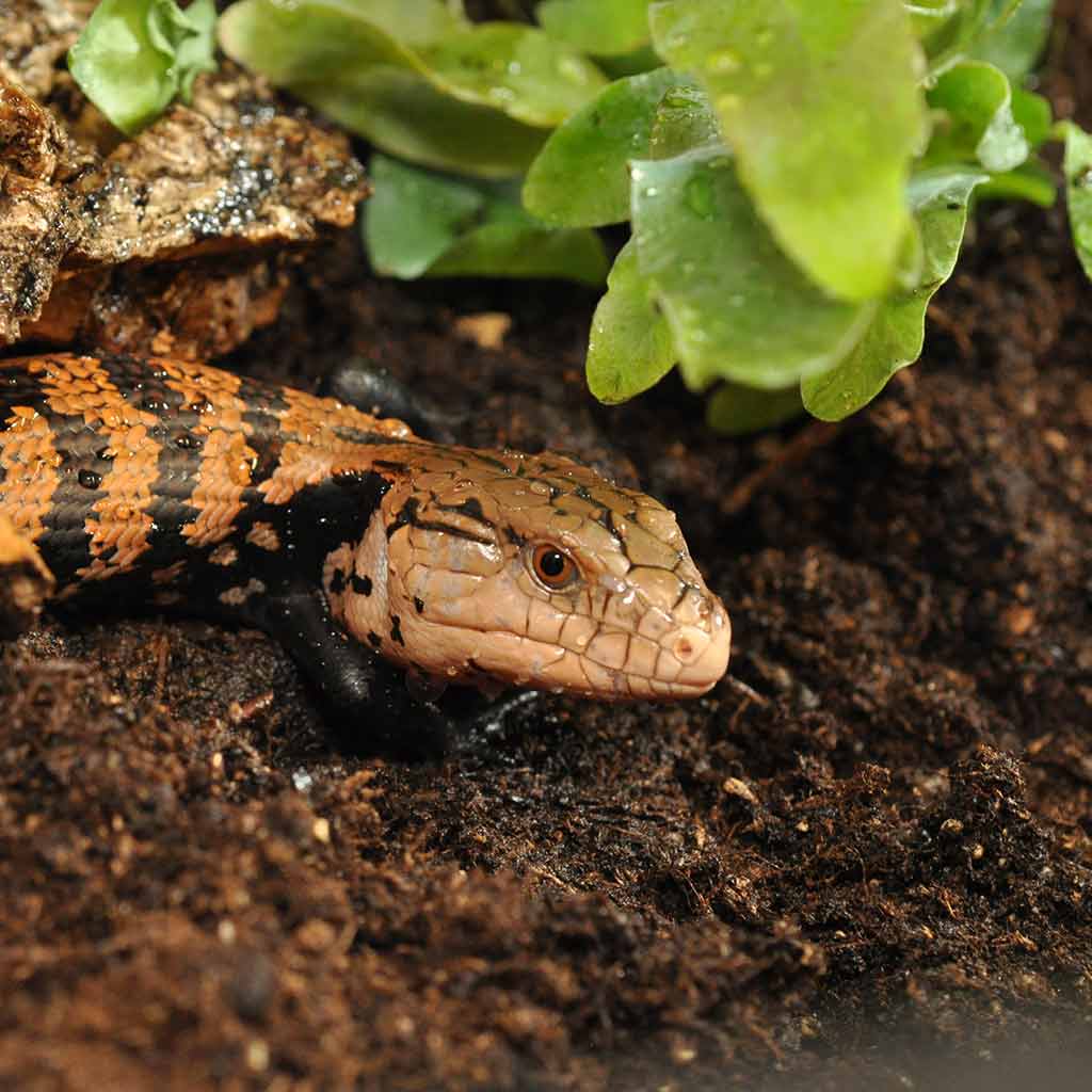 Snake on Jungle Bio Substrate