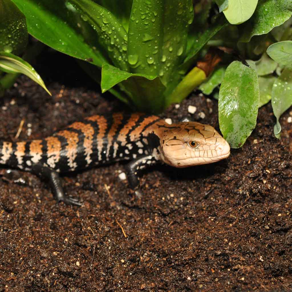 Lizard on Jungle Bio Substrate