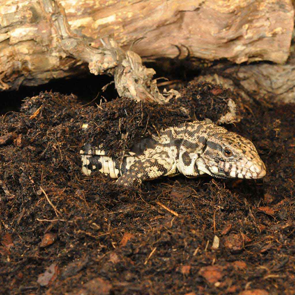 Lizard on Jungle Bio Substrate