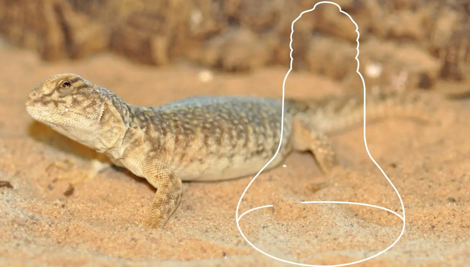 Lichtgevende-warmtelampen-productcategorie-afbeelding---Marokkaanse-Uromastyx