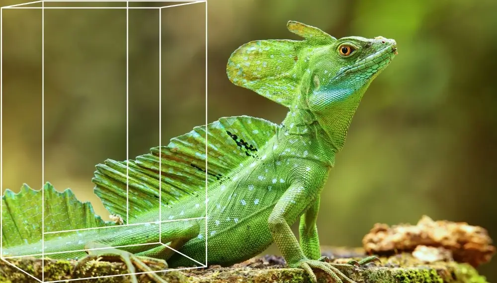 Terrainiums Product Category Image