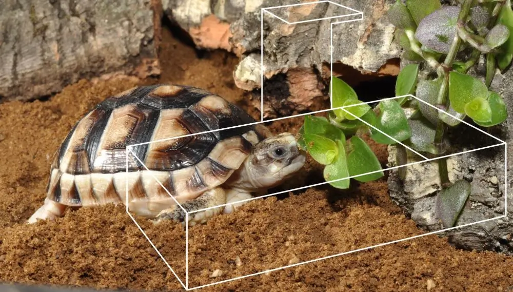 Tortoise Housing Product Category Image.webp