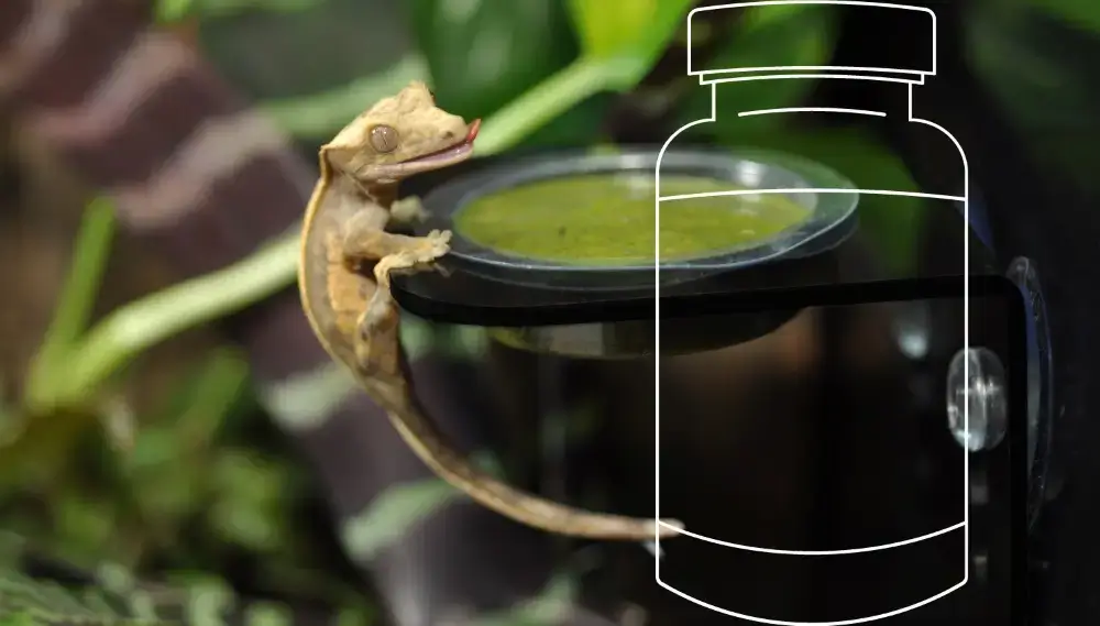 Image de catégorie de produit alimentaire Crested Gecko (1)