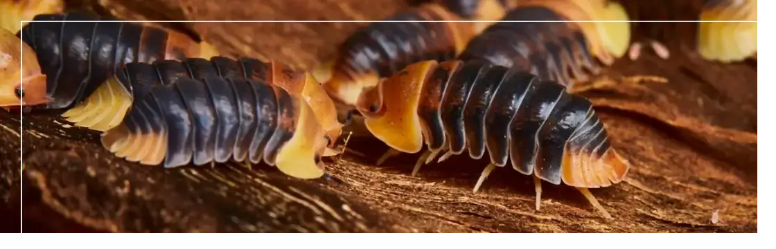 Catégorie de boîtier en plastique Image